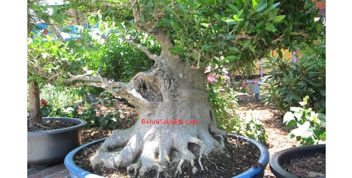 Cara Jitu Memebuat Batang Pohon Bonsai Lebih Tebal