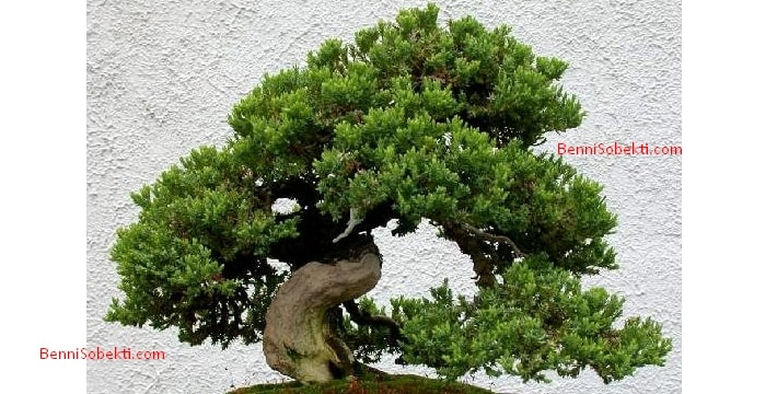 Cara Membuat Pohon Bonsai Yang Baik Bagi Pemula