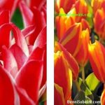 Bunga Tulip: Mengenal Bunga Tulip Greigii