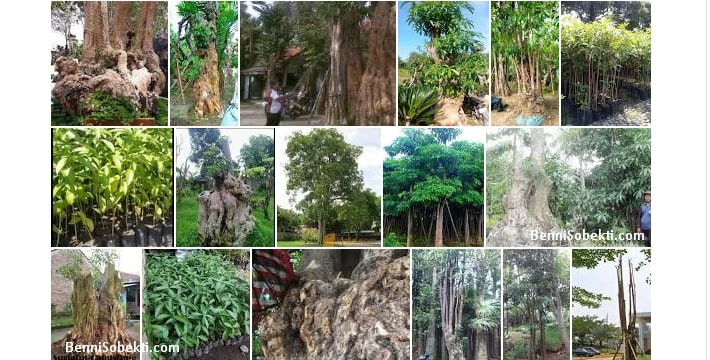Bonsai Pohon Pule, Manfaat & Khasiat Untuk Manusia