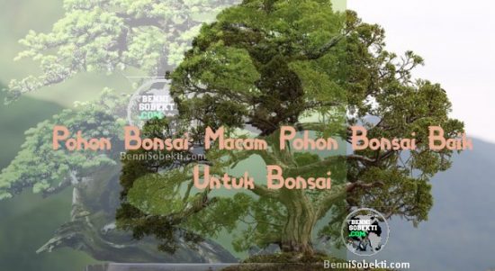 Pohon Bonsai: Macam Pohon Bonsai Baik Untuk Bonsai