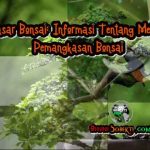 Dasar Bonsai: Informasi Tentang Metode Pemangkasan Bonsai
