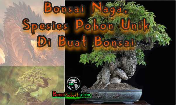 Bonsai Naga | Spesies Pohon Unik Di Buat Bonsai