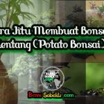 Cara Jitu Membuat Bonsai Kentang (Potato Bonsai)