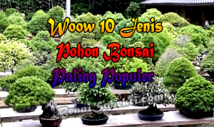 Woow 10 Jenis Pohon Bonsai Paling Populer