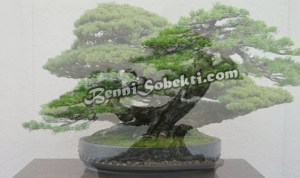 20 Jenis Pohon Bonsai: Tanaman Indoor dan Outdoor