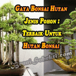 Gaya Bonsai Hutan: Jenis Pohon Terbaik Untuk Hutan Bonsai
