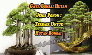 Gaya Bonsai Hutan: Jenis Pohon Terbaik Untuk Hutan Bonsai