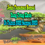 Jenis Tanaman Bonsai Yang Tetap Eksis Di Tahun 2022 Sampai 2023